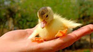 Image result for cute funny duck